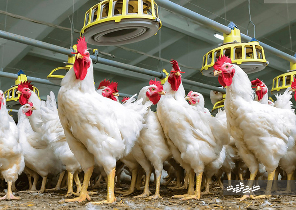رشد ۹۰ درصدی تولید مرغ در استان قزوین