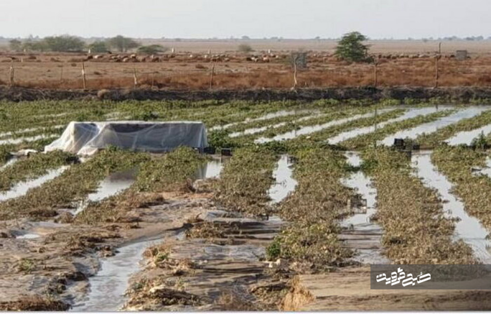 خسارت میلیاردی سیلاب به بخش کشاورزی قزوین